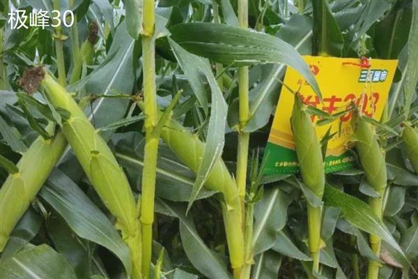 有哪些优质玉米种子品种,有东单1331、先玉335等