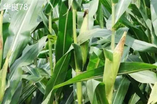 有哪些优质玉米种子品种,有东单1331、先玉335等
