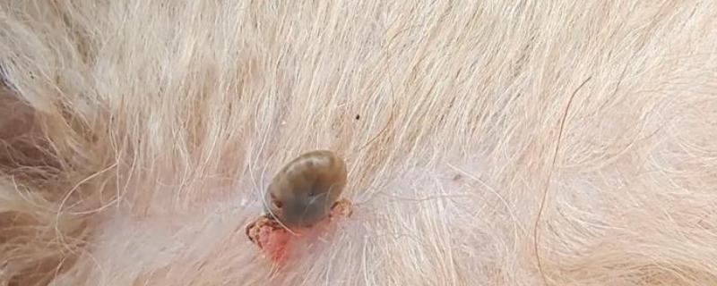 狗狗蜱虫怎么处理，可用乙醚涂在蜱的头部