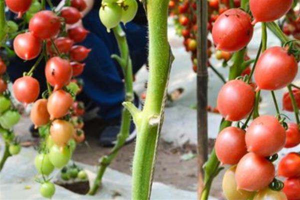 番茄出现畸形果的原因,植株老化、缺少营养时容易出现桃形果