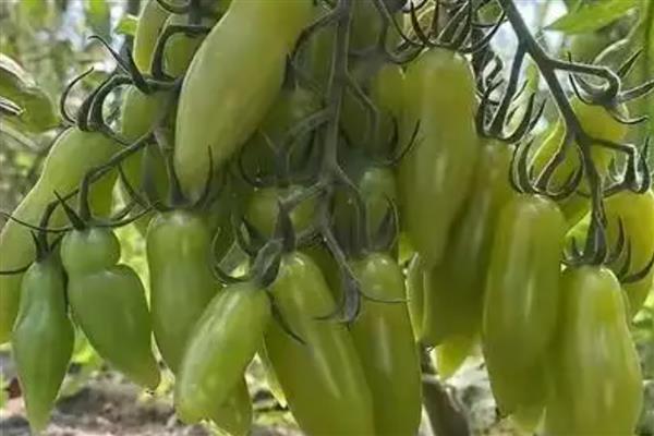 番茄出现畸形果的原因,植株老化、缺少营养时容易出现桃形果