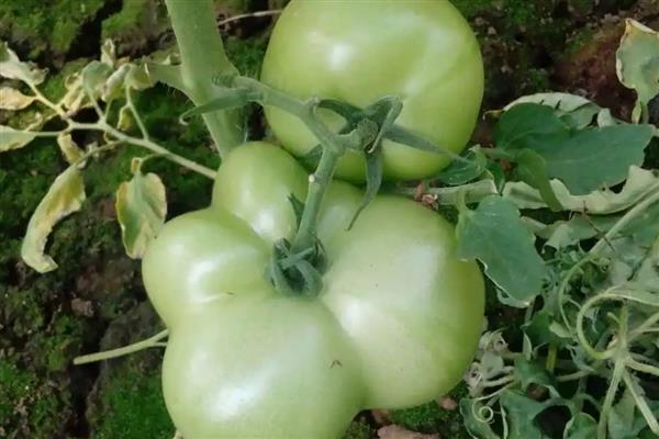 番茄出现畸形果的原因,植株老化、缺少营养时容易出现桃形果