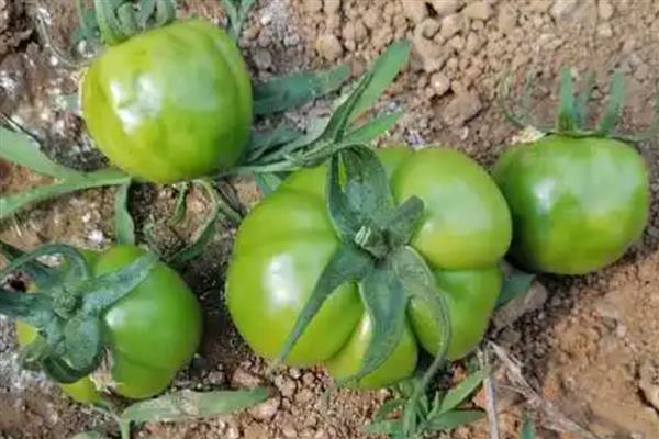 番茄出现畸形果的原因,植株老化、缺少营养时容易出现桃形果