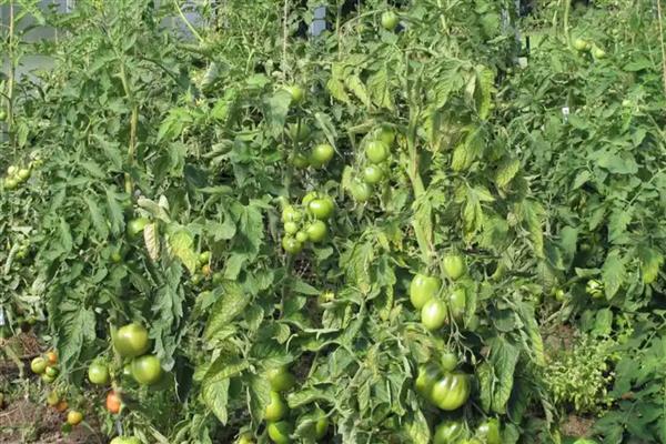 番茄出现畸形果的原因,植株老化、缺少营养时容易出现桃形果