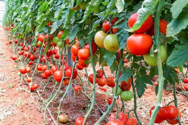 番茄出现畸形果的原因,植株老化、缺少营养时容易出现桃形果