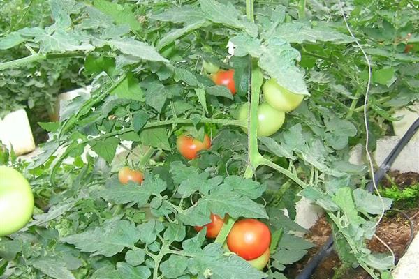 番茄出现畸形果的原因,植株老化、缺少营养时容易出现桃形果