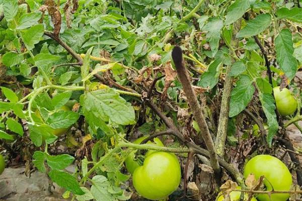 番茄出现畸形果的原因,植株老化、缺少营养时容易出现桃形果