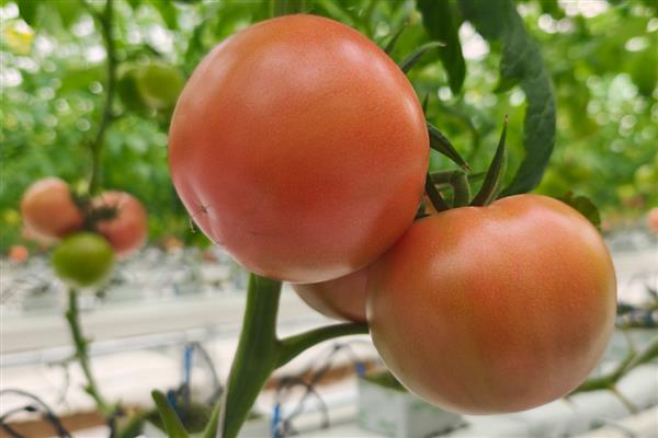 番茄出现畸形果的原因,植株老化、缺少营养时容易出现桃形果