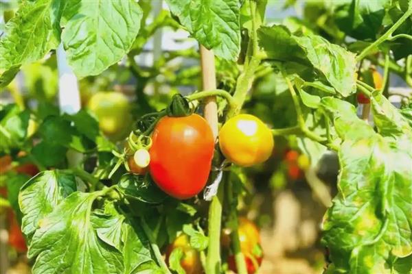 番茄出现畸形果的原因,植株老化、缺少营养时容易出现桃形果