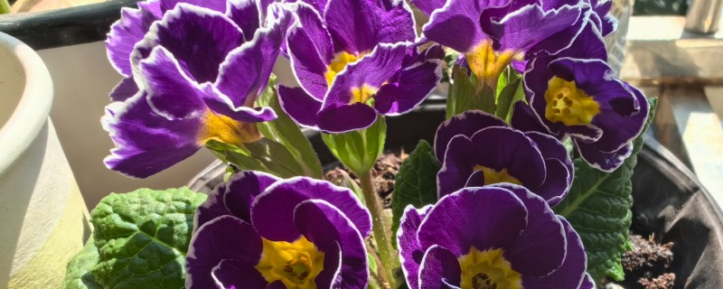 报春花的养殖方法，每年的春季更换一次盆土