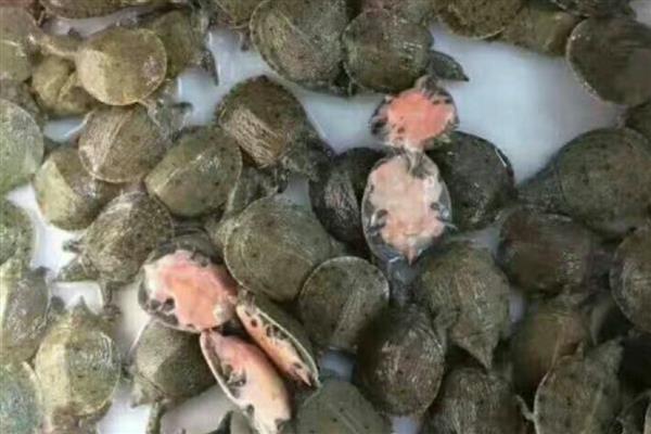 甲鱼苗的挑选方法，选择体质好、体型大的个体