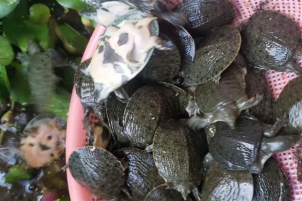 甲鱼苗的挑选方法，选择体质好、体型大的个体