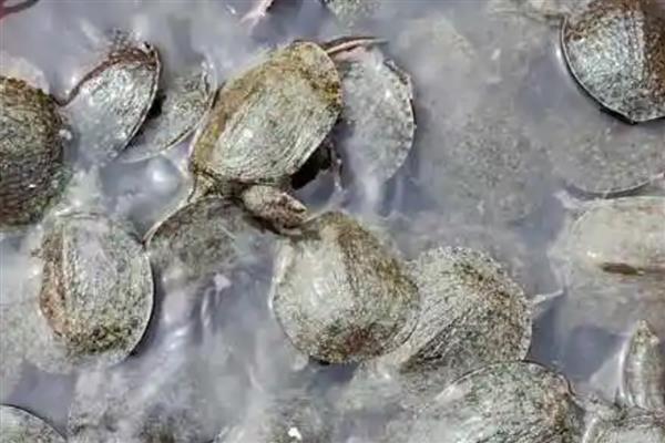 甲鱼苗的挑选方法，选择体质好、体型大的个体