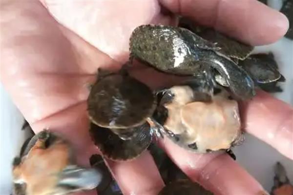 甲鱼苗的挑选方法，选择体质好、体型大的个体