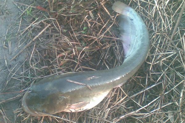 鲶鱼为什么说是最脏的鱼，因为养殖环境较差所致