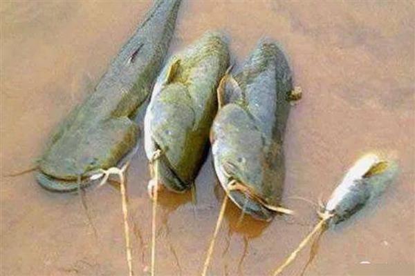 鲶鱼为什么说是最脏的鱼，因为养殖环境较差所致