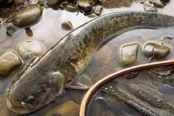 鲶鱼为什么说是最脏的鱼，因为养殖环境较差所致
