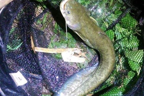 鲶鱼为什么说是最脏的鱼，因为养殖环境较差所致