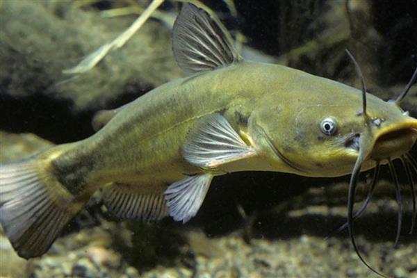 鲶鱼为什么说是最脏的鱼，因为养殖环境较差所致