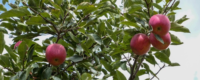 红玉苹果的特点，其果肉黄白色且肉质细脆