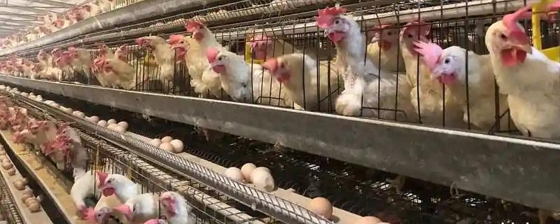 农村竞争小又赚钱的行业，主要有新型立体笼养业、乡野休闲度假服务等