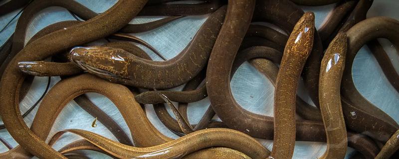 黄鳝简介，原产于东亚、东南亚等地