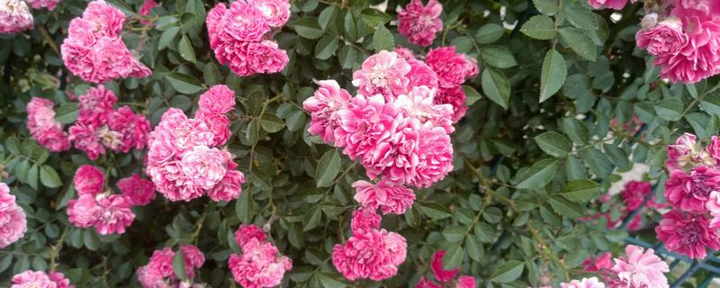 蔷薇花有什么风水作用，可以吸收负能量、带来正能量