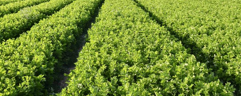 芹菜的施肥特点，生长发育需要钙、硼等中微量元素
