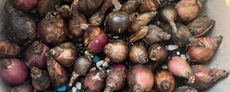 郁金香的留种方法，以下几种保存方式可避免种子腐烂