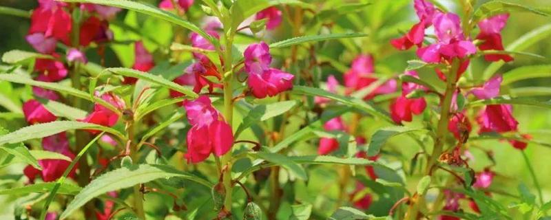 凤仙花的浇水间隔，春秋季节每隔5-7天浇一次