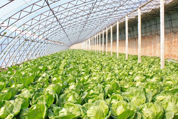 大棚蔬菜使用粉尘剂的好处，施药功效大大提高