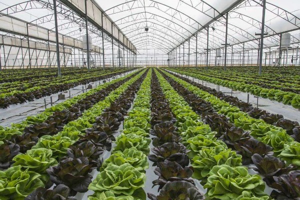 大棚蔬菜使用粉尘剂的好处，施药功效大大提高