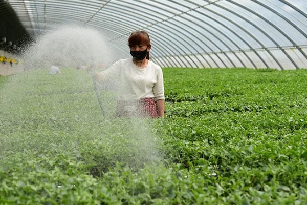 大棚蔬菜使用粉尘剂的好处，施药功效大大提高