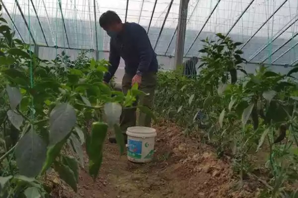 大棚蔬菜使用粉尘剂的好处，施药功效大大提高