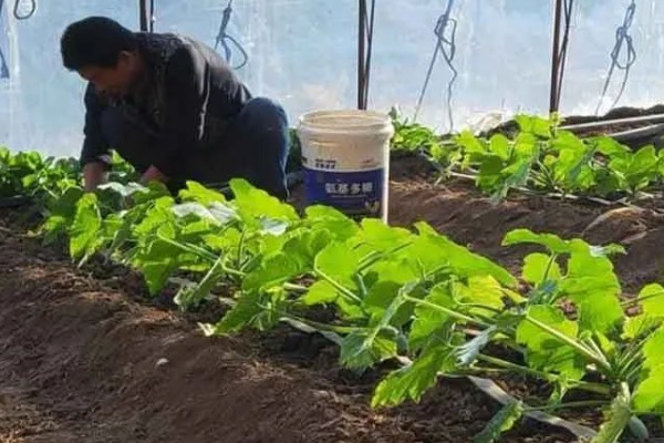 大棚蔬菜使用粉尘剂的好处，施药功效大大提高