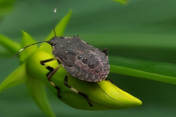 臭大姐有什么危害，果树受害会导致果实变苦