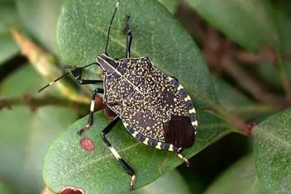 臭大姐有什么危害，果树受害会导致果实变苦