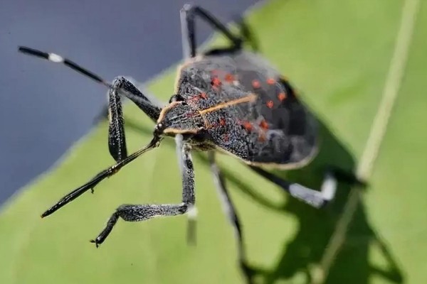 臭大姐有什么危害，果树受害会导致果实变苦