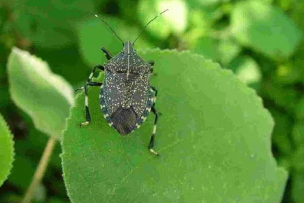 臭大姐有什么危害，果树受害会导致果实变苦