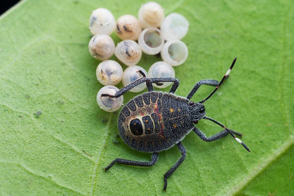 臭大姐有什么危害，果树受害会导致果实变苦