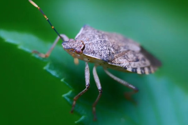 臭大姐有什么危害，果树受害会导致果实变苦