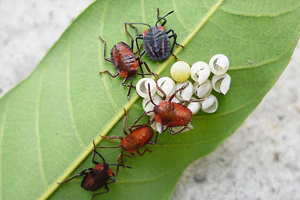 臭大姐有什么危害，果树受害会导致果实变苦
