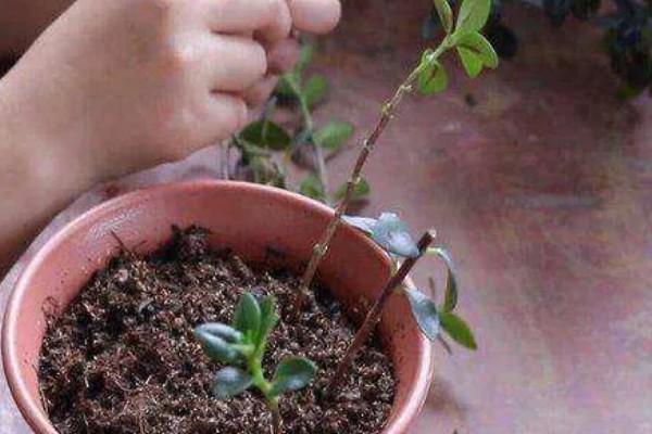 口红吊兰的繁殖方式，适合在春秋季节扦插