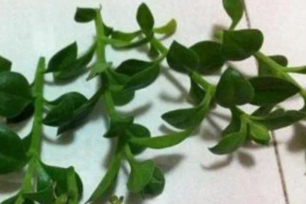 口红吊兰的繁殖方式，适合在春秋季节扦插