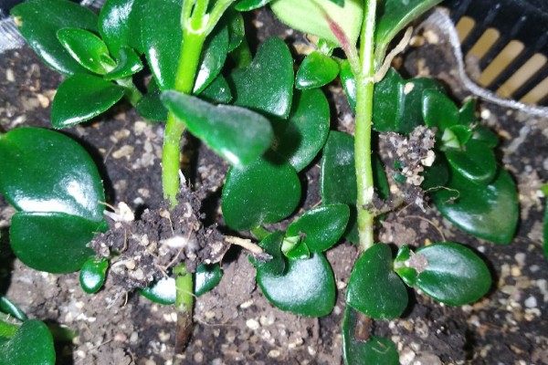 口红吊兰的繁殖方式，适合在春秋季节扦插