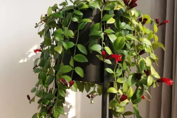 口红吊兰的繁殖方式，适合在春秋季节扦插