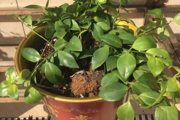 口红吊兰的繁殖方式，适合在春秋季节扦插