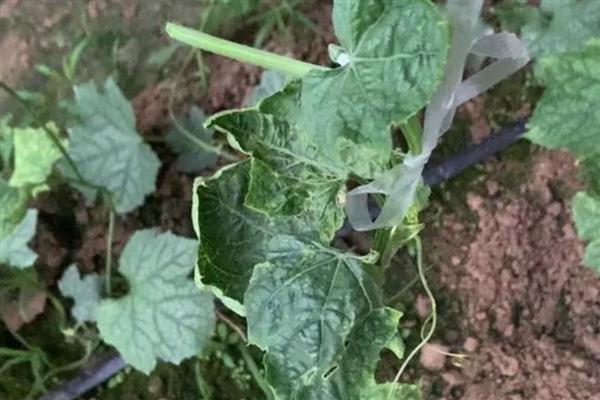 丝瓜叶子萎缩的原因，频繁施肥、缺少光照等因素都会造成