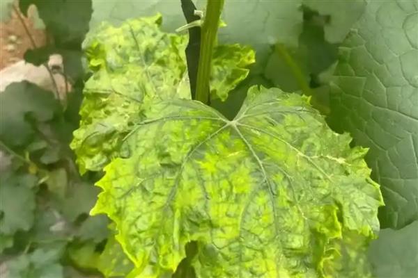 丝瓜叶子萎缩的原因，频繁施肥、缺少光照等因素都会造成
