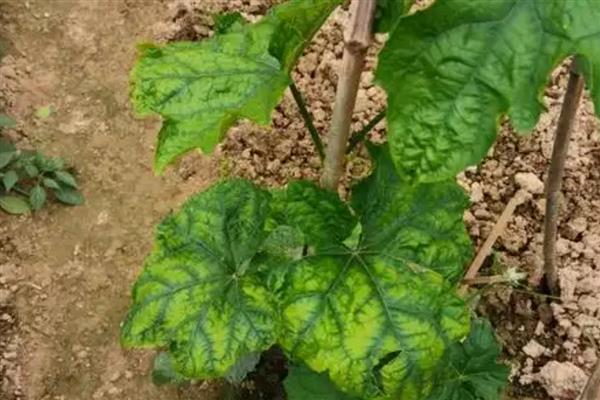 丝瓜叶子萎缩的原因，频繁施肥、缺少光照等因素都会造成